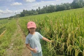 "Blas" tidak buat petani HST Kalsel mundur atau pasrah