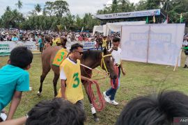 Masyarakat antusias saksikan pancuan kuda di Padang Pariaman
