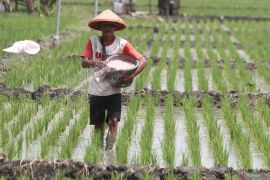 Alokasi pupuk subsidi Jatim