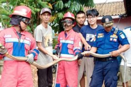 Damkartan Kota Jambi  evakuasi ular king cobra sepanjang tiga meter