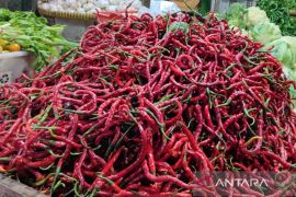 Harga cabai merah di Kota Bengkulu turun Rp23 ribu per Kg