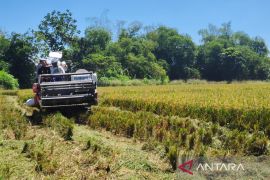 Kabupaten  Klaten ikuti panen raya padi serentak