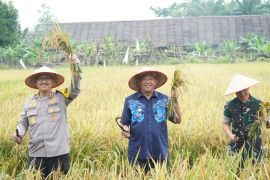 Presiden Prabowo zoom metting dengan Bupati Langkat dan panen padi