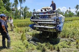 Bupati HSU lanen raya padi di Hambuku Hulu