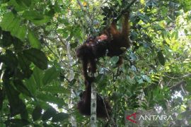 Berau-COP kampanye satwa endemik lewat "Run for Orangutan"
