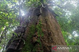 Pesona Taman Nasional Kutai dengan pohon ulin seribu tahun
