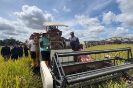 Luas panen raya padi di OKI capai 250 hektare