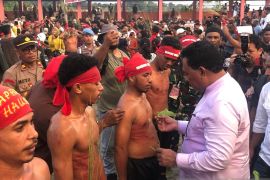 Warga Morela Maluku pakai getah daun jarak sembuhkan luka sabetan pukul sapu