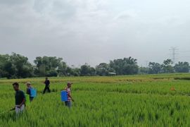 Pemkab Probolinggo gencarkan pengendalian hama wereng coklat