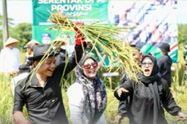 Produksi padi Purwakarta capai 240 ribu ton per tahun