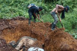 Mati diluar HGU, karyawan PT Rapala bantu BKSDA kuburkan gajah mati di Langkat