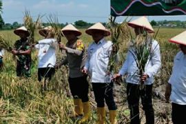Bupati Karawang harap Bulog serap gabah langsung dari petani secara optimal