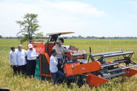 Panen raya serentak di Majalengka bukti Indonesia mampu wujudkan swasembada