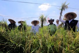 Pemkot Tangerang targetkan panen 7,2 ton gabah per hektare