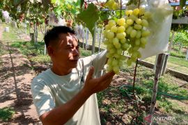 Nilai Tukar Petani di NTB naik 1,94 persen