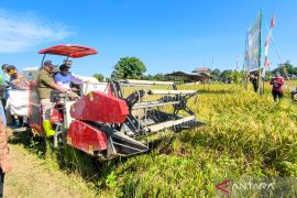 Kabupaten HST duduki peringkat pertama produksi padi se-Banua Enam