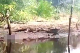 Kemunculan buaya hampir setiap hari dilaporkan ke BKSDA Sampit