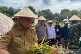 Kuota pupuk bersubsidi di Ogan Komering Ulu meningkat capai 5.360 ton Urea