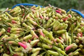 Mengokohkan City Branding Ternate Kota Rempah