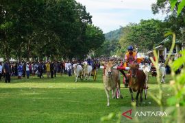 Bupati Gorontalo berkomitmen lestarikan karapan roda sapi