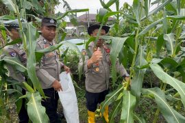 Polres Lingga panen 500 kg jagung