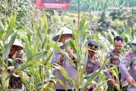 Polda Kepri panen 1 ton jagung hasil program ketahanan pangan