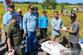 Kalsel kemarin dari produksi padi hingga banjir Riam Kiwa