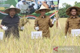 Pemkab Aceh Barat targetkan tanam padi seluas 14.071 Ha di 2025