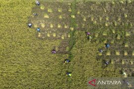 Serapan gabah kering oleh Bulog meningkat