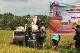 Pemkab Pasaman Barat panen raya padi upaya dukung swasembada pangan