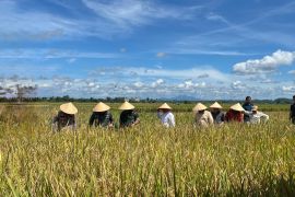 Target serapan gabah Bulog Lampung capai 177.485 ton