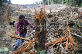 Alih fungsi lahan hutan jadi lokasi tambang di Samarinda
