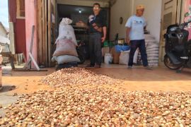 Harga pinang di Abdya meningkat jadi Rp13 ribu per kilogram