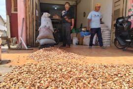 Harga pinang di Abdya naik 85 persen, tertinggi dalam tiga tahun