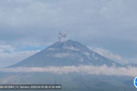 Gunung Semeru alami lima kali erupsi dengan tinggi letusan hingga 800 meter