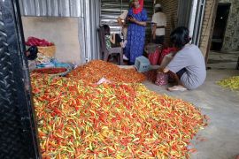 Disdag cari penyebab harga cabai di Mataram masih tinggi