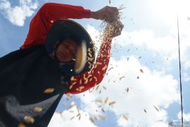 Tren penurunan surplus padi di Tulungagung