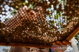 Kopi Wanoja diminati pasar mancanegara