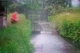 Produksi ikan di Pasaman Barat capai 28.096 ton selama tiga bulan