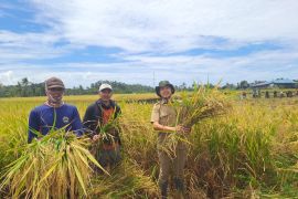 Distan Lebak minta petani tingkatkan IP dalam setahun