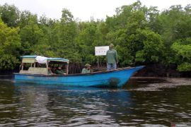 Teluk Pambang turunkan laju kerusakan hutan mangrove