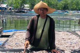 Ikan Puri kering dari Kaimana tembus pasar Surabaya dan Kupang