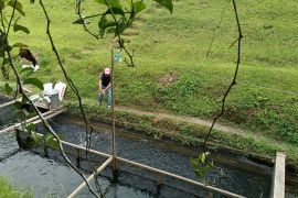 Dinas Perikanan Pasaman Barat maksimalkan BBI tingkatkan produksi ikan