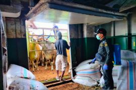 Balai Karantina Gorontalo pastikan pengiriman sapi ke Kalimantan bebas penyakit