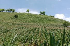 RTRW di Lombok Tengah mulai direvisi