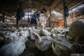 Kementerian Pertanian stabilkan produksi dan harga ayam broiler