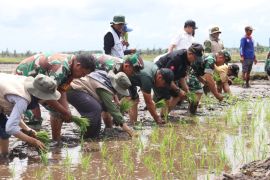 Kodim 0432/Bangka Selatan tanam padi perkuat ketahanan pangan