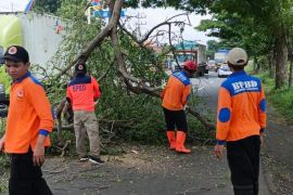BPBD Probolinggo bersihkan material pohon tumbang di Pantura