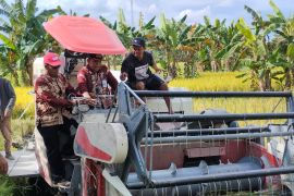 Gapoktan Desa Banua Rantau suplai beras program bela tani