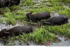 Bupati HSU tegaskan kelanjutan program Rawa Makmur